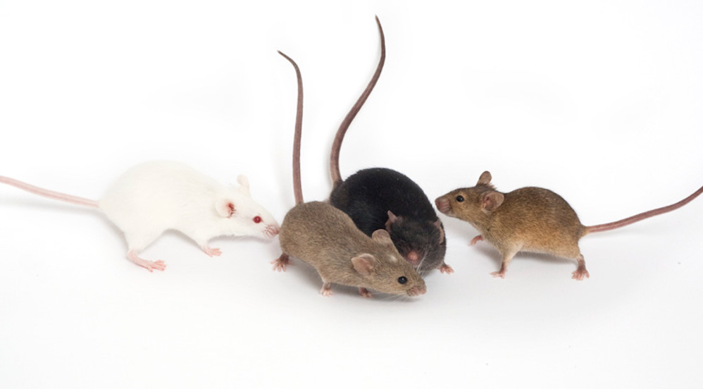June multi parent mouse populations reveal genomic secrets