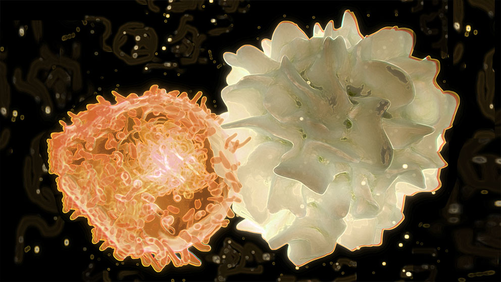 Dendritic cell and T cell