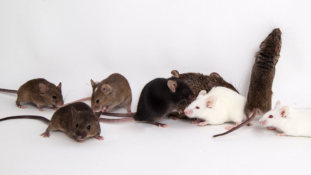 A group of diversity outbred mice from The Jackson Laboratory taken in 2016.