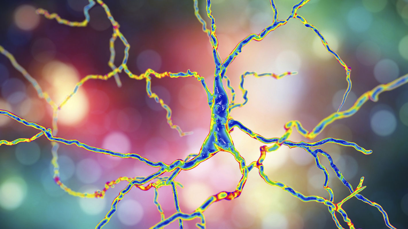 computer simulated image of a dopaminergic neuron