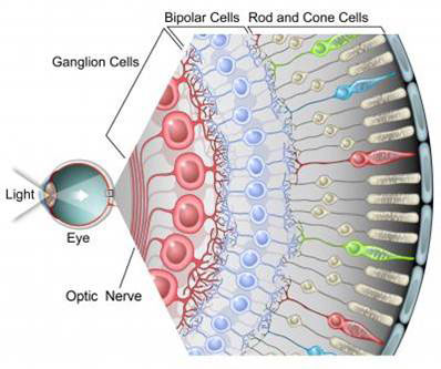 New retinal ganglion cell subtypes emerge from single-cell RNA sequencing