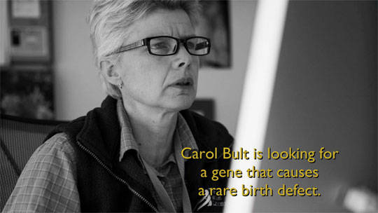 Carol Bult，杰克逊实验室基因侦探