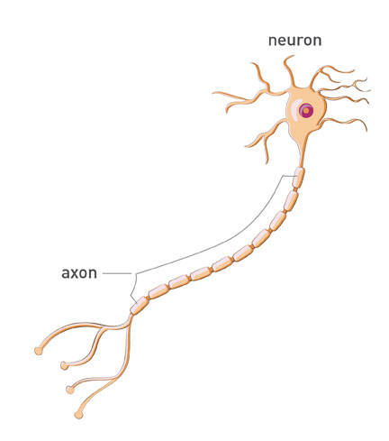 A malformed GARS enzyme is believed to be toxic to axons, the long nerve cell fibers that transmit signals to motor and sensory cells in the limbs and other parts of the body.