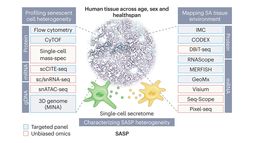 December cellular senescence and healthy aging