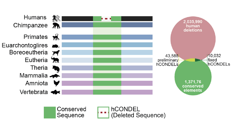 A visual example from The Jackson Laboratory's Ryan Tewhey's research into 10,000 human-specific Conserved Deletions (hCONDELs). 