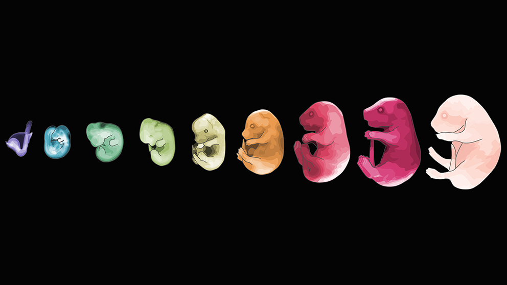 A stylized representation of prenatal development.