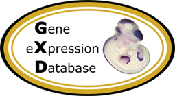基因表达数据库（GXD）