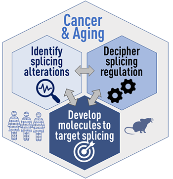 Figure 2. Our research program will uncover new RNA-driven mechanisms, biomarkers, and drug targets for human cancers, including those associated with aging.