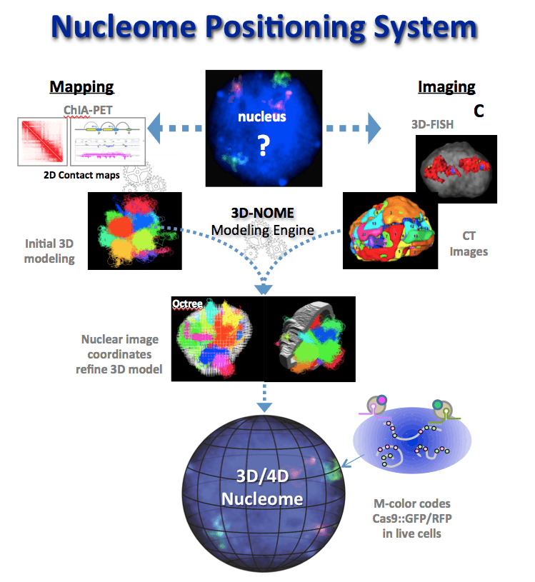 4d Nucleome Center