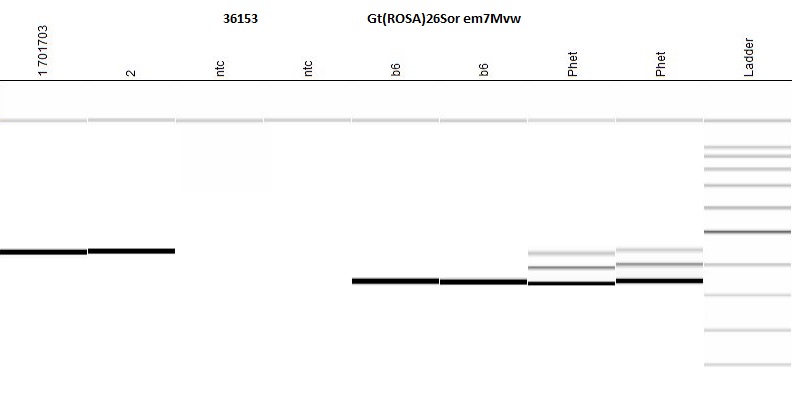 Protocol 40568 - Gt(ROSA)26Sor