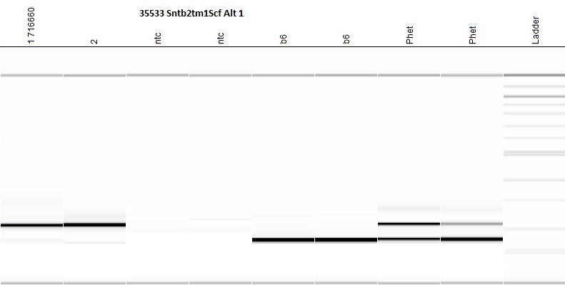 Protocol 40784 - Sntb2 Alt 1