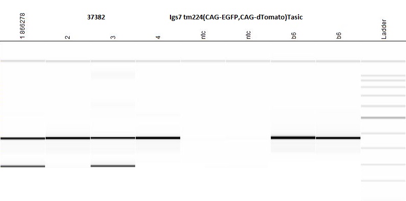 Protocol 43641 - Igs7