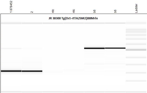Protocol 45813 - Tg(Dct-rtTA2S*M2)B8Mrln