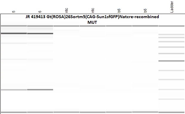 Protocol 49886 - Gt(ROSA)26Sor cre-recombined