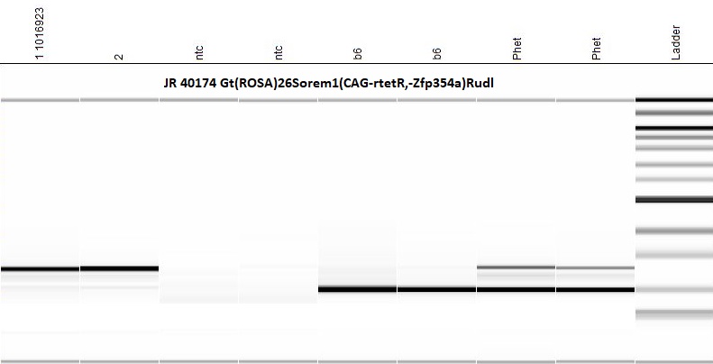 Protocol 50594 - Gt(ROSA)26Sor