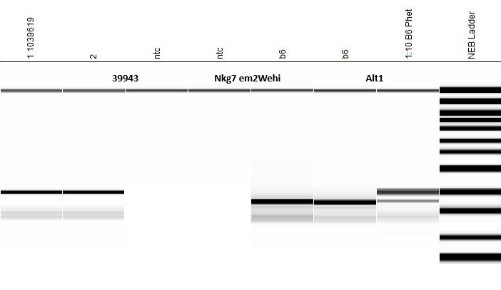 Protocol 51909 - Nkg7<em2Wehi>Alt1