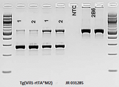 Protocol 32052 - Tg(Vil1-rtTA*M2)