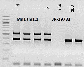 Protocol 21427 - Mn1