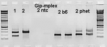 Gip Protocol Protocol 24917 - Gip
