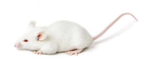 white mouse pet price