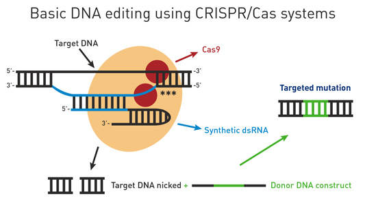 Pros and cons of ZNFs, TALENs, and CRISPR/Cas